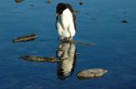 1st Indian Scientific Expedition to Antarctica